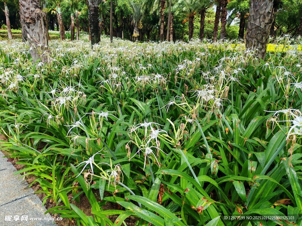 林间葱郁白花绽放景观