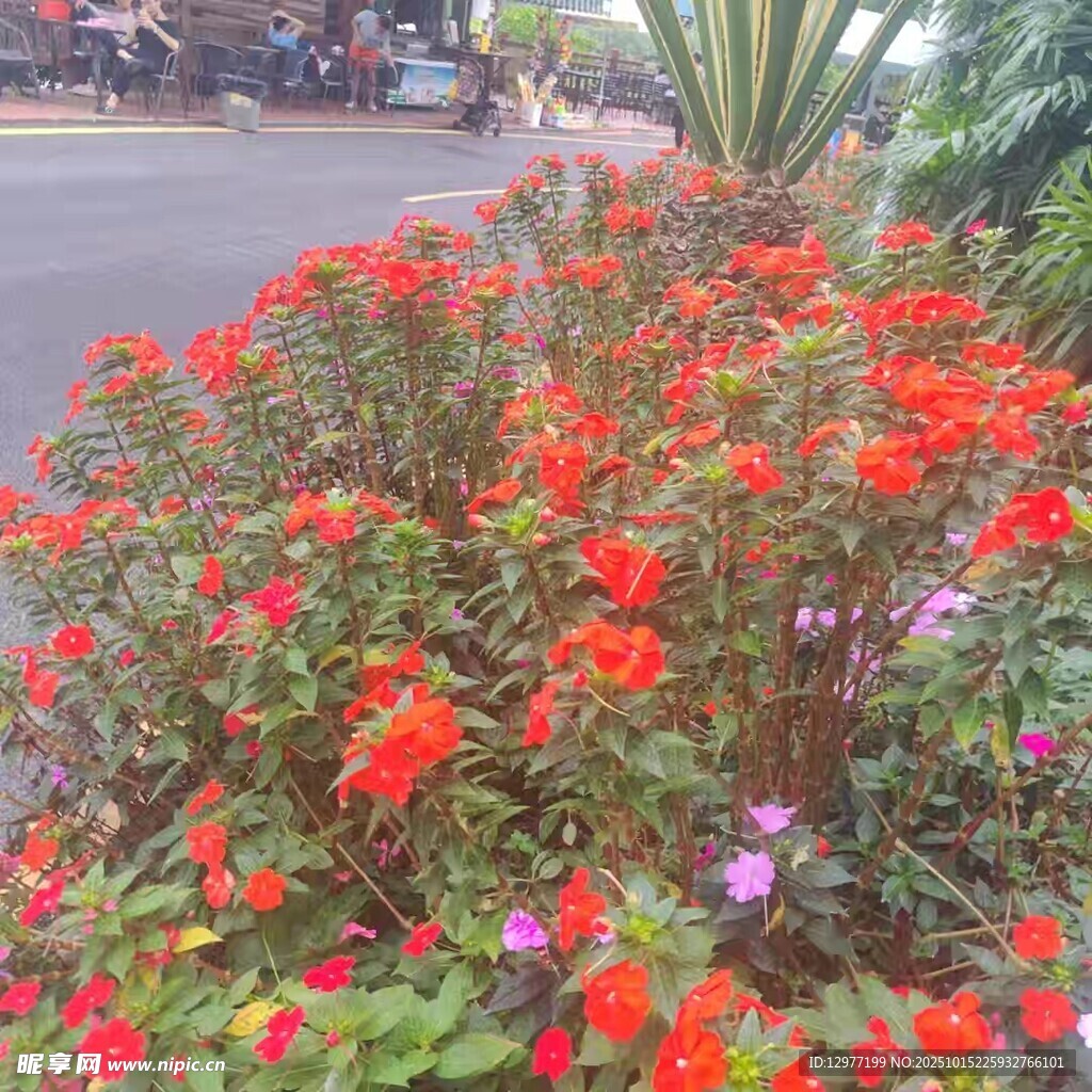 鲜艳花丛装点街头美景