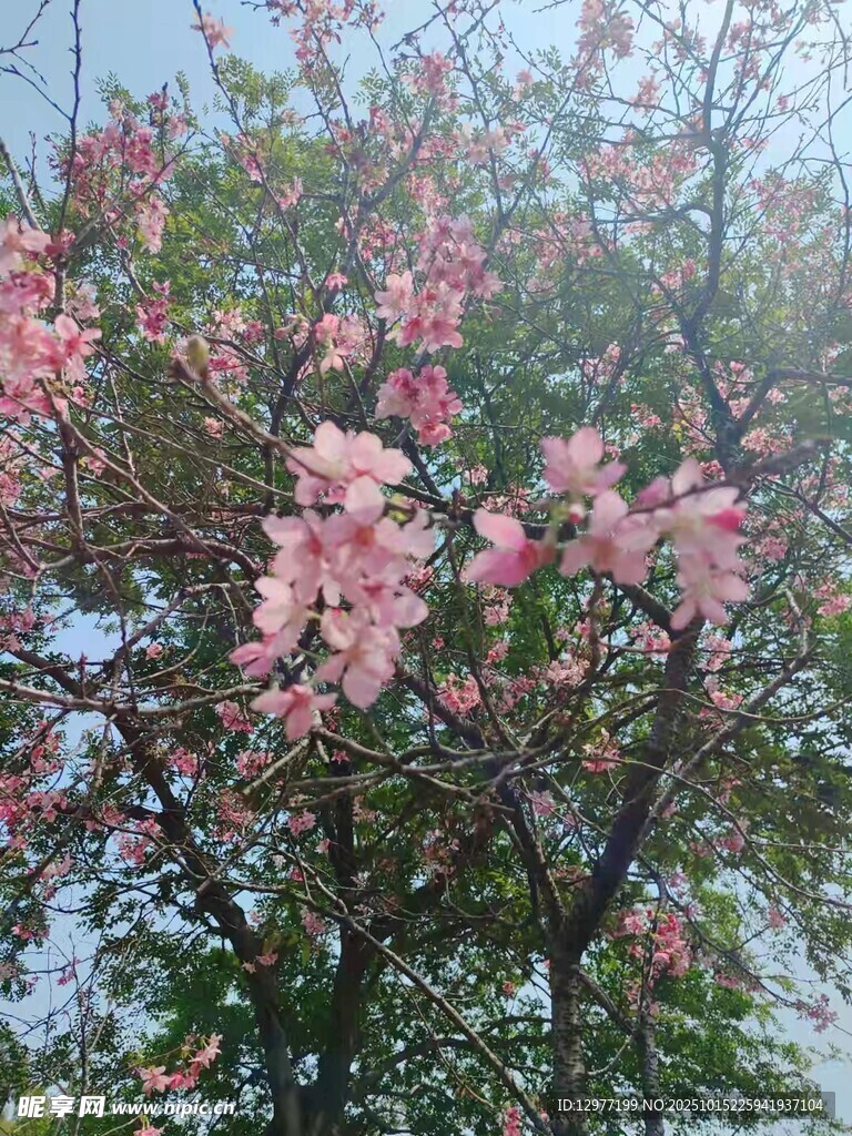 盛开的粉色繁花树
