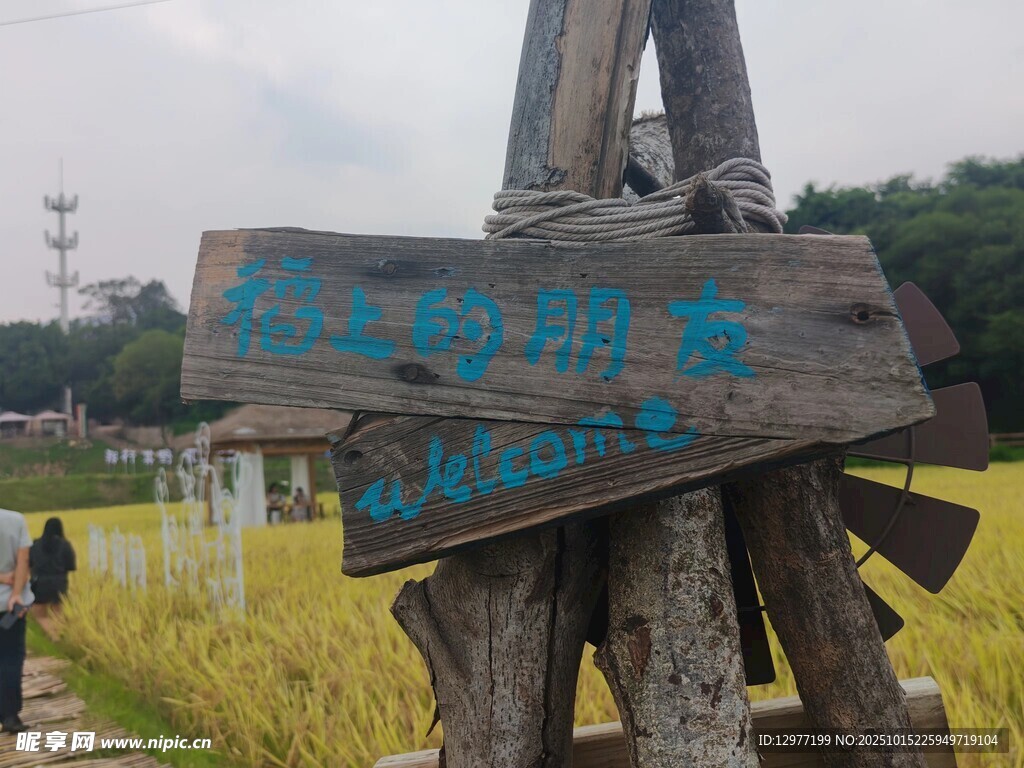 稻田边的木质指示牌