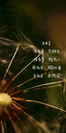 蒲公英种子 配文字壁纸