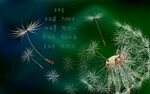 梦幻蒲公英 壁纸