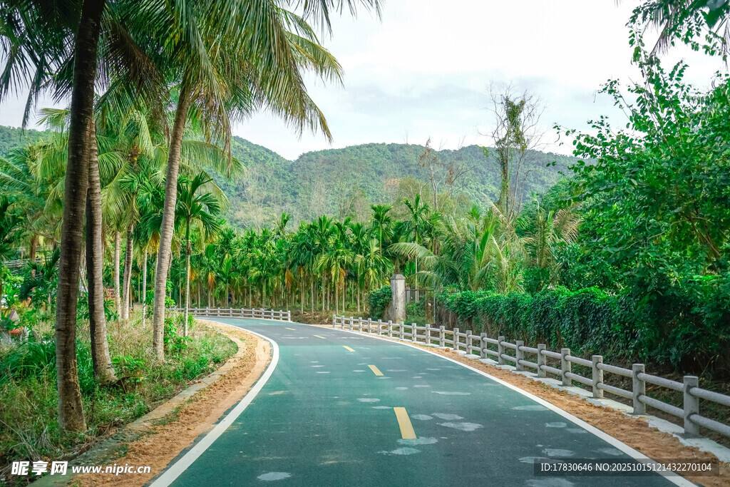 蜿蜒于热带丛林中的公路