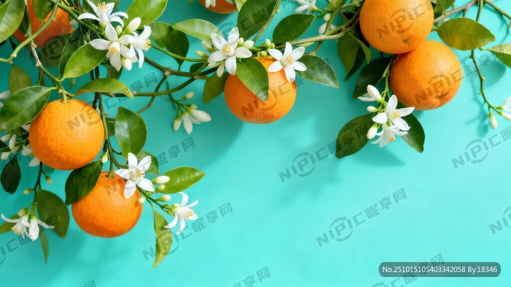 橙色柑橘和绿叶藤白色的橙子花融