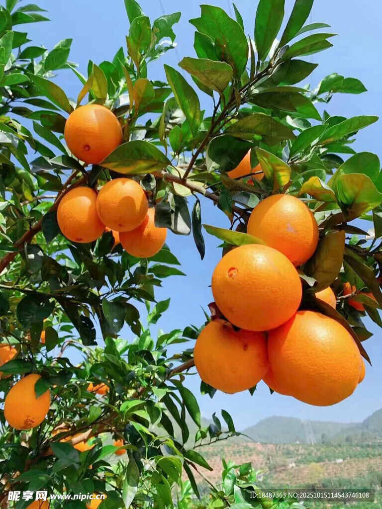 赣南脐橙