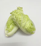 银丝白菜