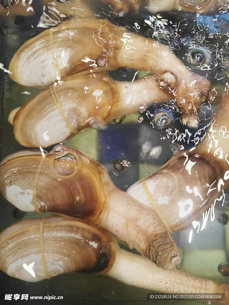 象拔蚌
