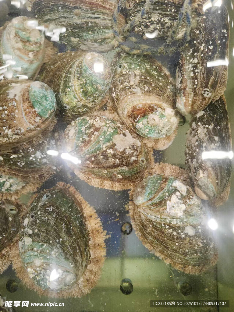 鲍鱼