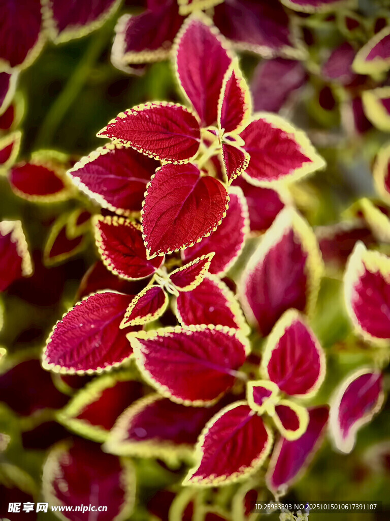 彩叶草
