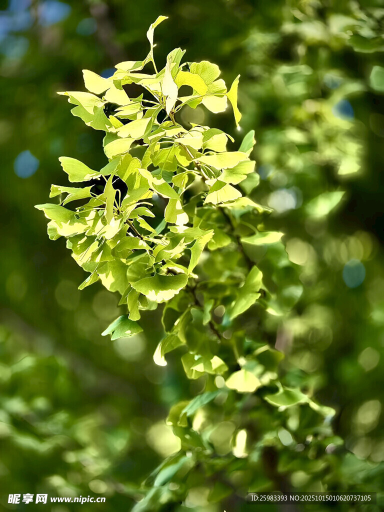 银杏树