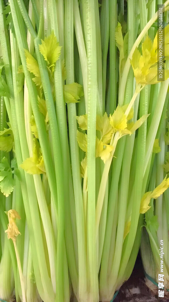 芹菜
