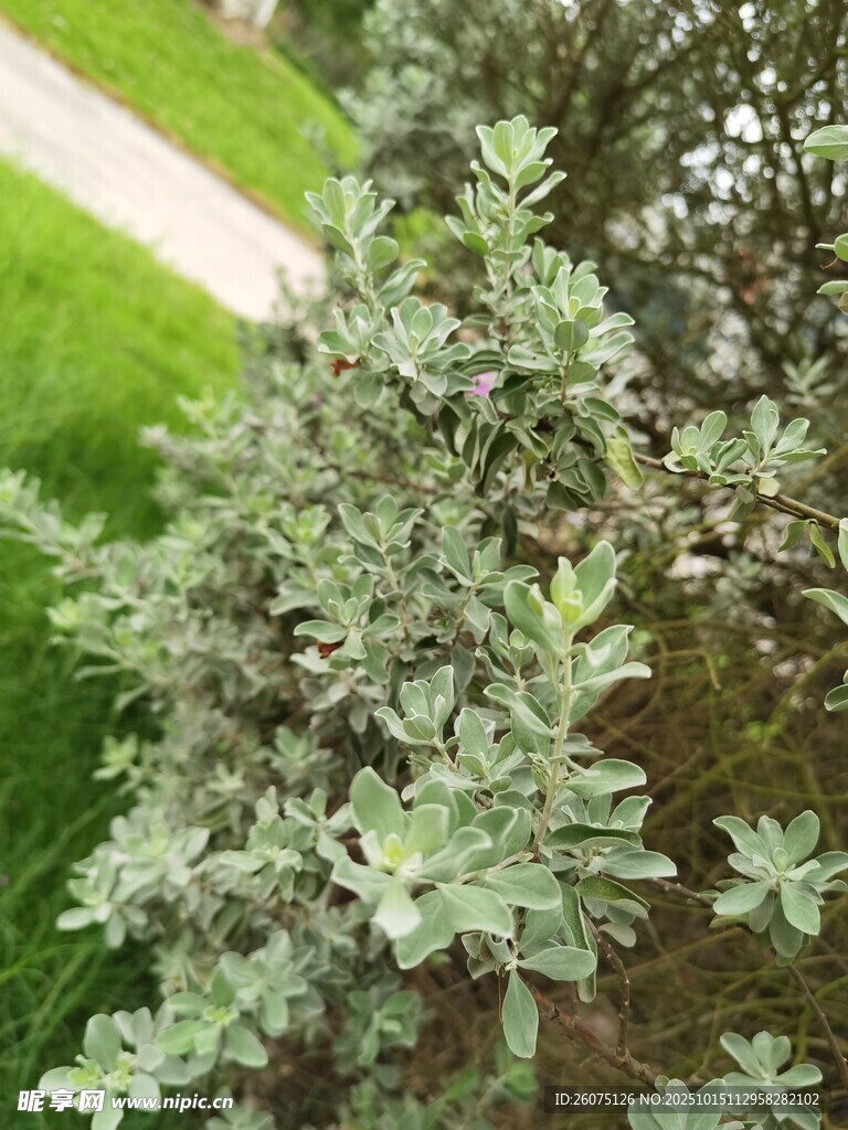 绿叶繁茂的户外植物