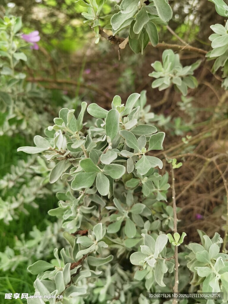 银叶植物特写