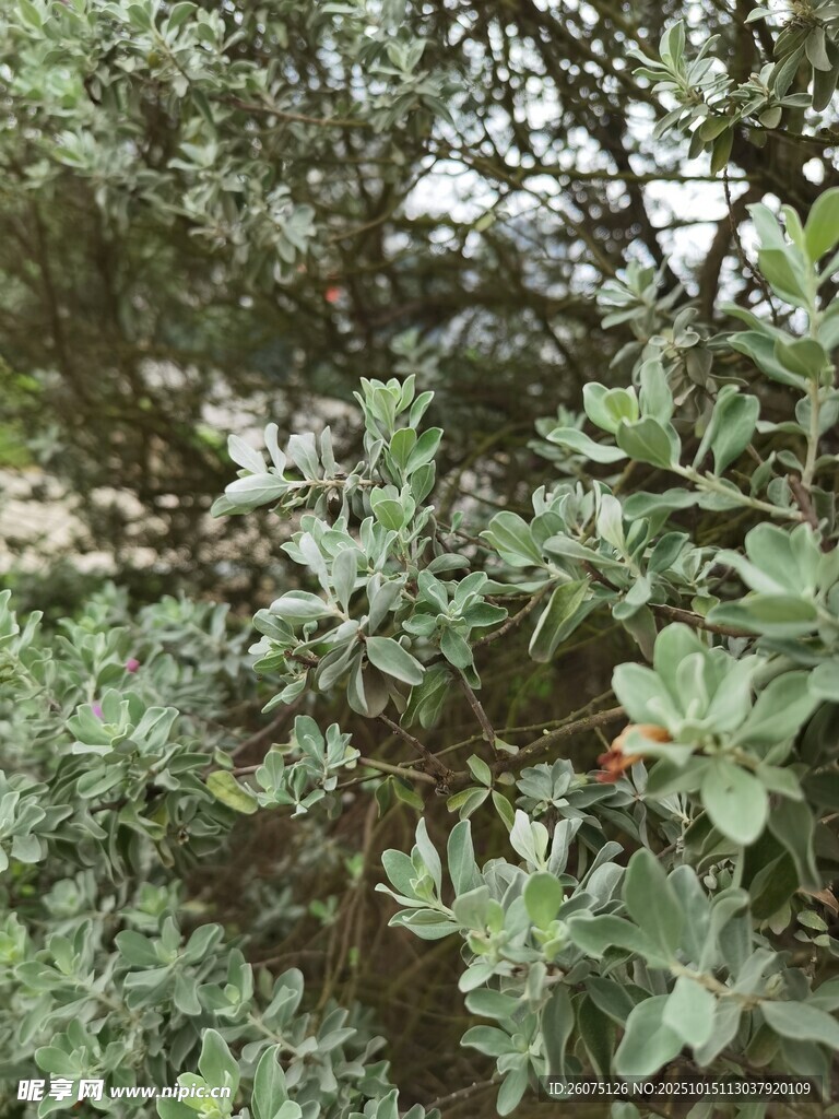 绿叶繁茂的植物景观