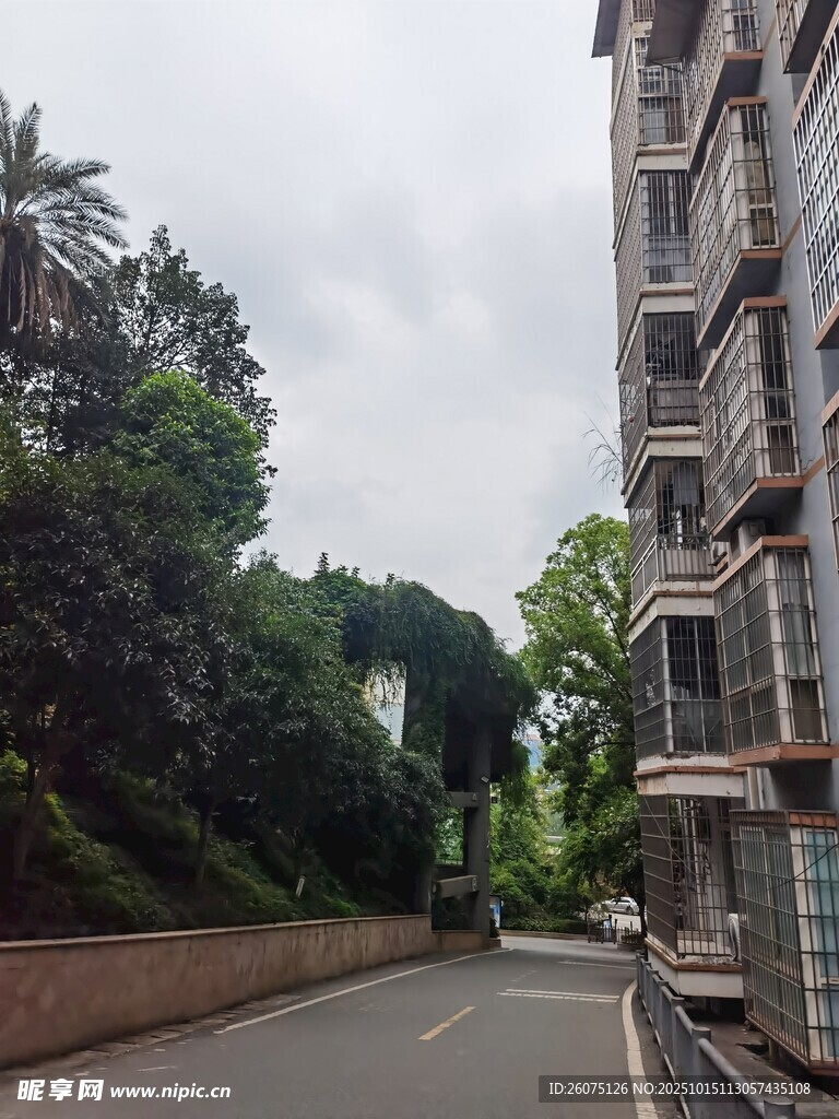 路边楼房与葱郁树木景观