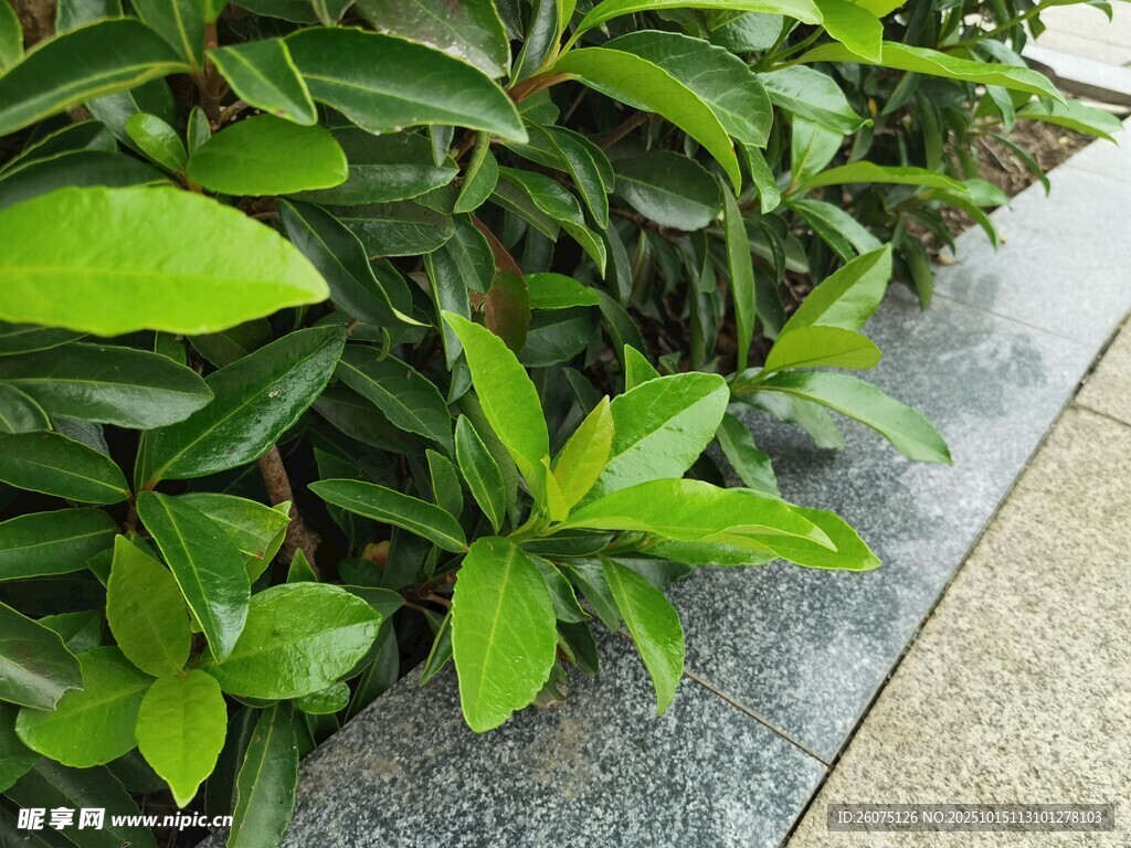 路边翠绿植物特写