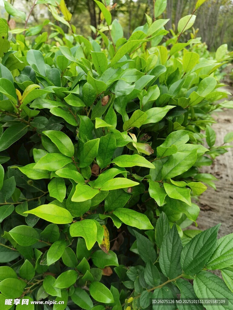 翠绿繁茂的植物景观