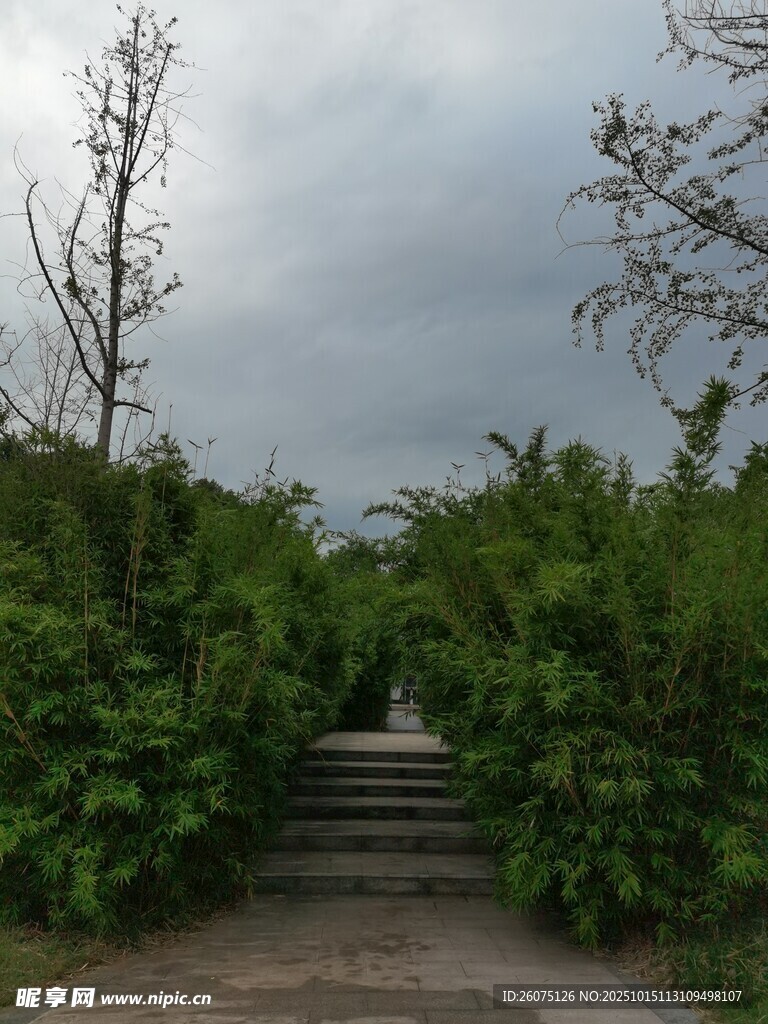 林间石阶静谧自然景致