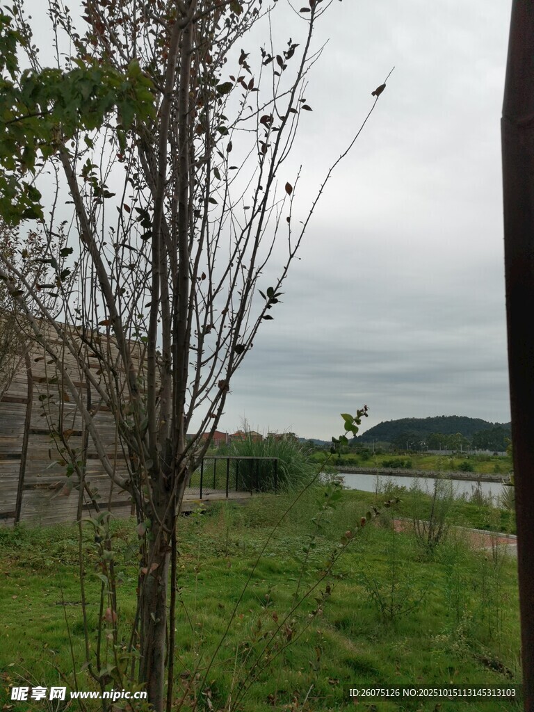 乡村野外绿植与远处景致