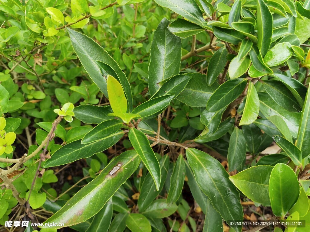 翠绿繁茂的绿植景观