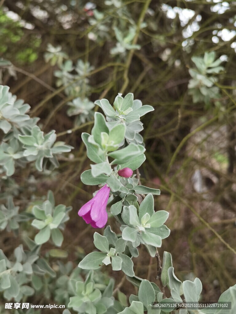 绿叶间的娇艳紫色小花