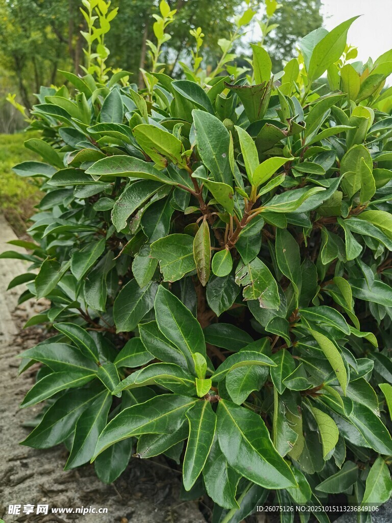 绿叶繁茂的绿植景观