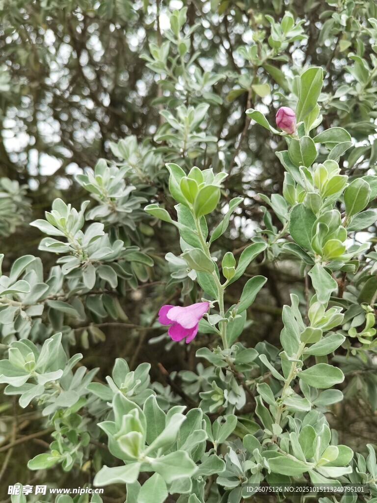 绿叶丛中的娇艳紫花