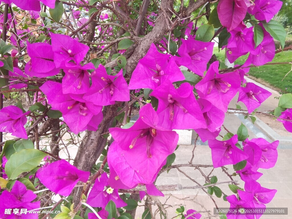 艳丽三角梅绽放