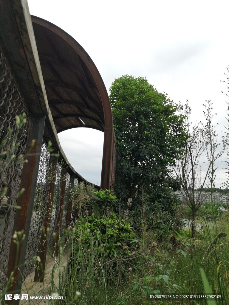 废弃拱形建筑旁的绿植