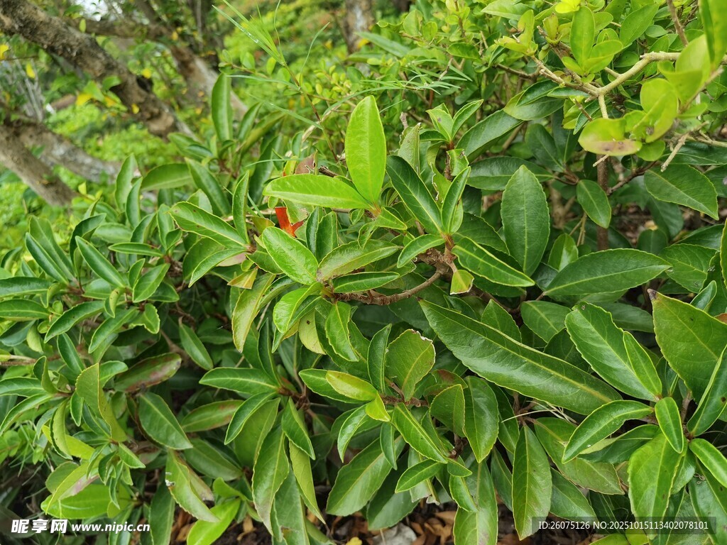 翠绿繁茂的植物景观