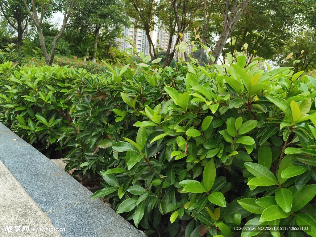 路边翠绿繁茂的灌木丛