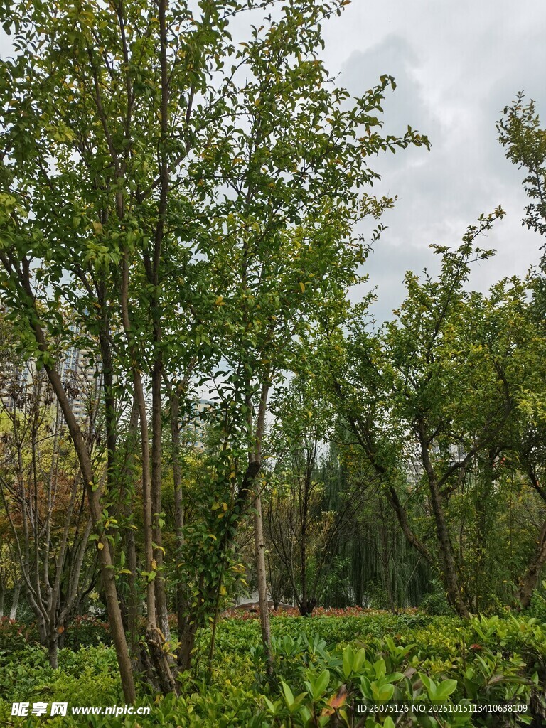 绿意盎然的树林景观