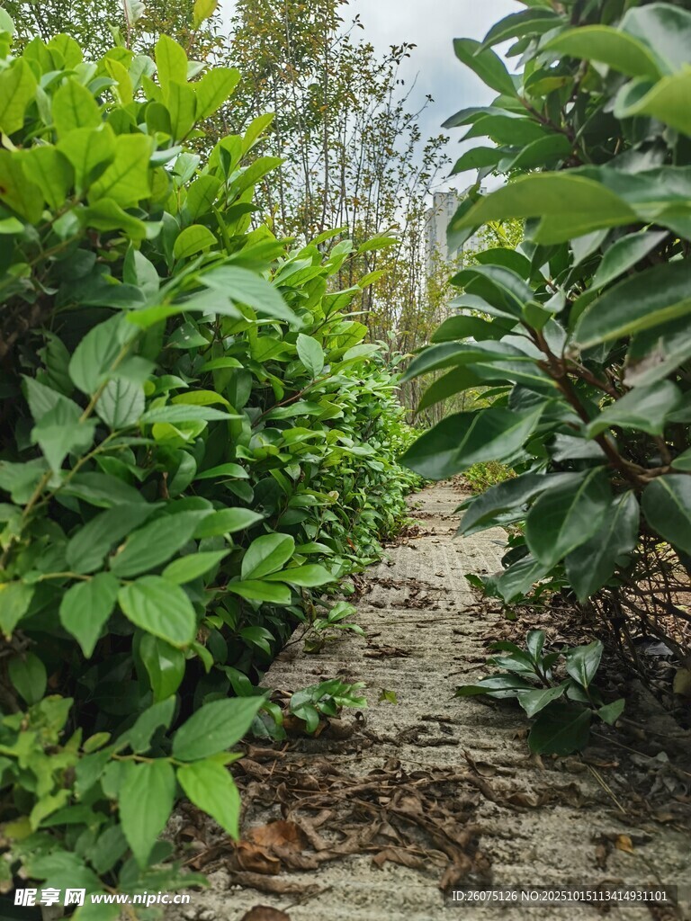 绿意盎然的植物小径
