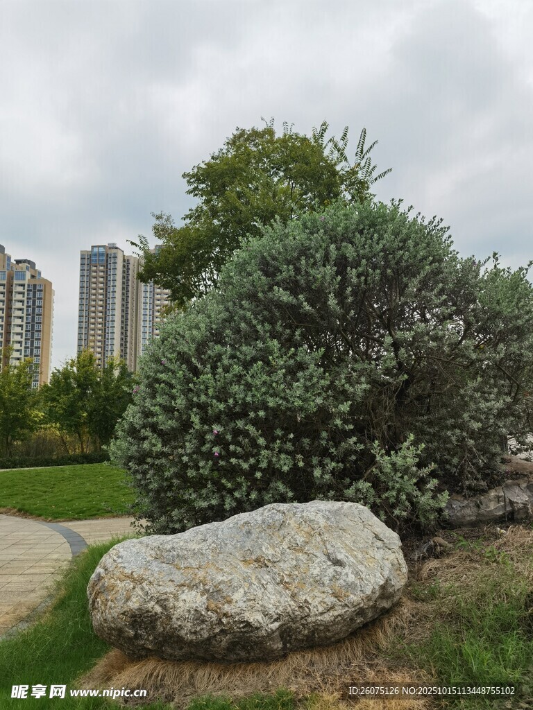 城市绿地中的巨石与灌木