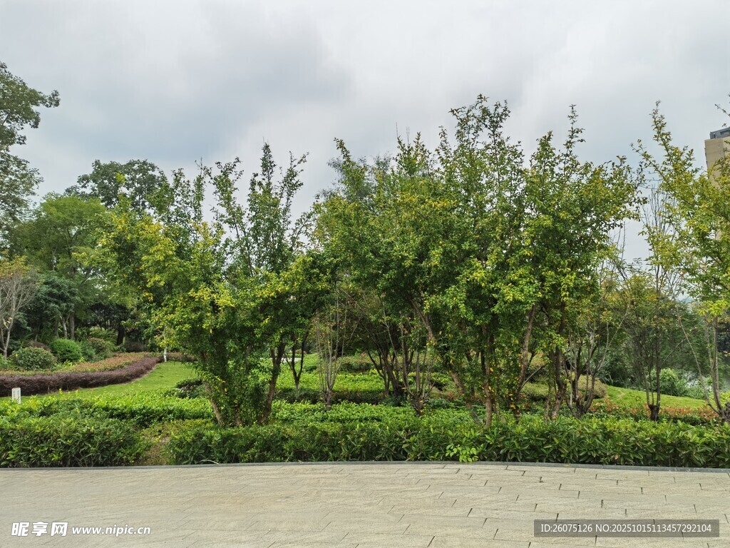 河畔绿树成荫的自然景致