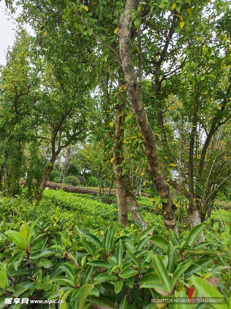 绿意盎然的林间植物景观