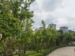 城市中绿意盎然的林荫小道