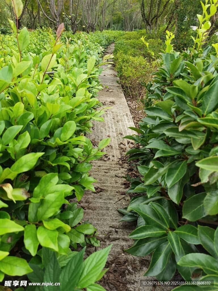 绿意盎然的林间小径