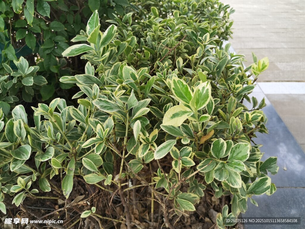 绿叶植物特写