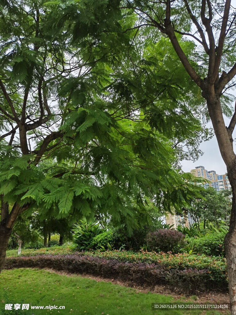 绿意盎然的公园景致
