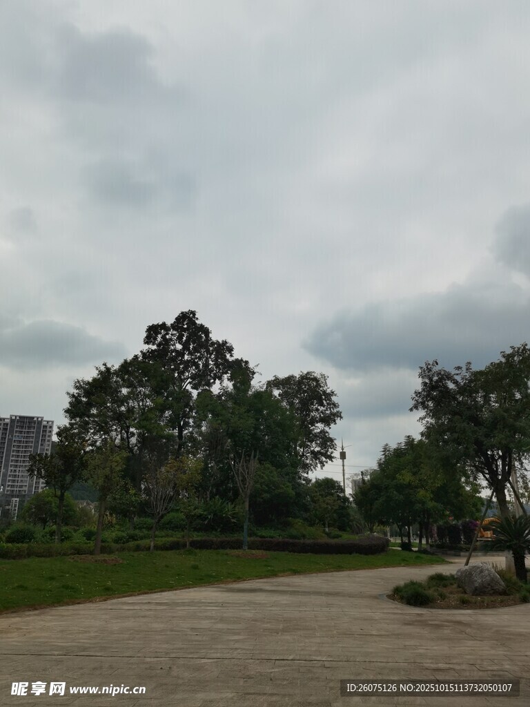 公园林荫道风景