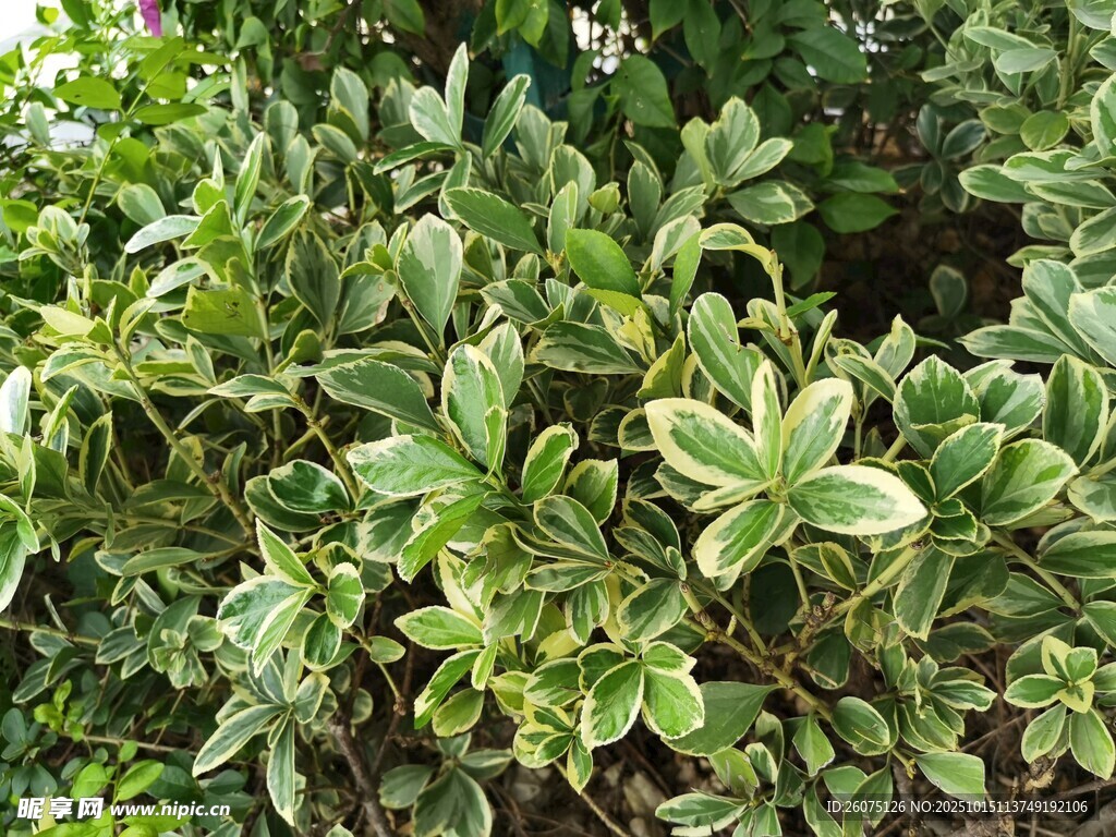 绿叶植物特写