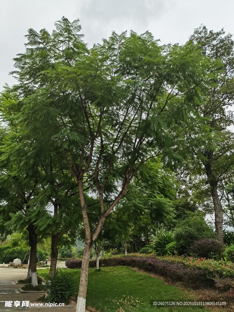 绿树成荫的公园景致