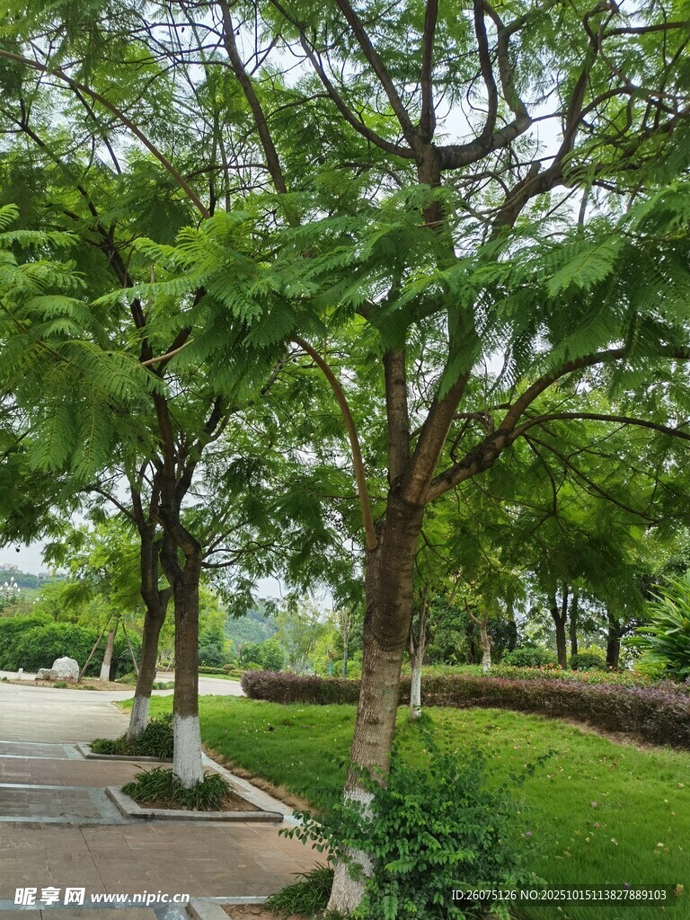 林荫小道旁的葱郁绿树