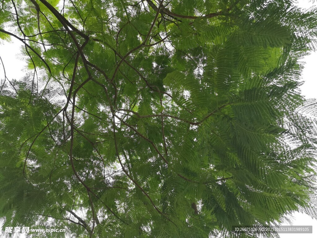 翠绿繁茂的枝叶