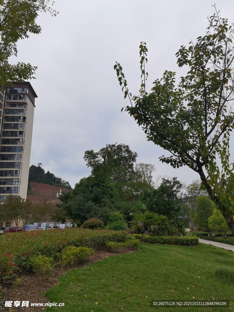 城市中的绿地与高楼景观