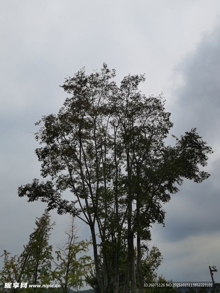 天空下的挺拔树木