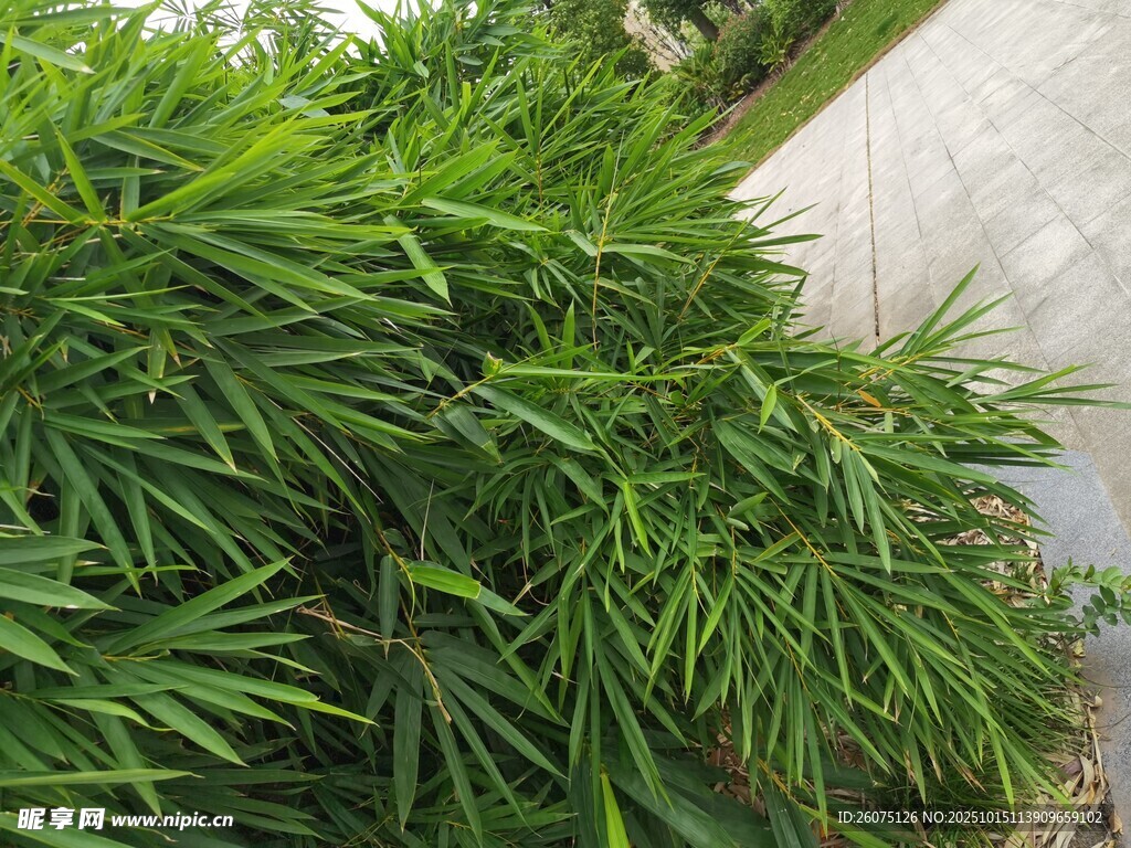 翠绿竹叶植物景观特写