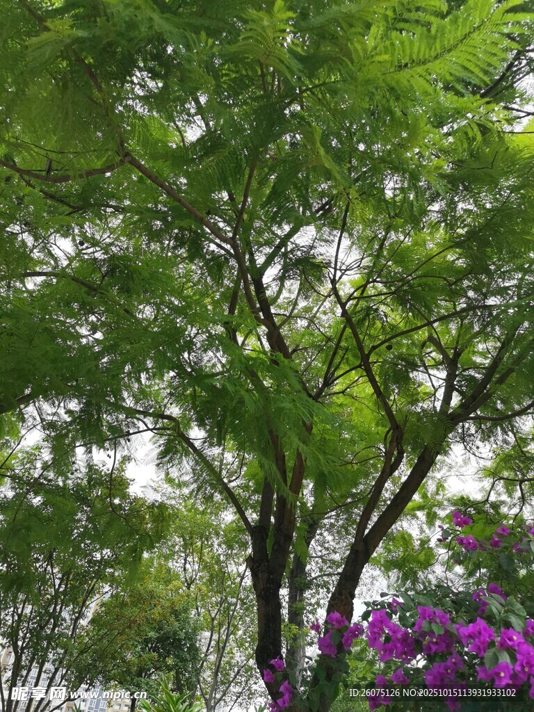 绿树繁花的自然景致