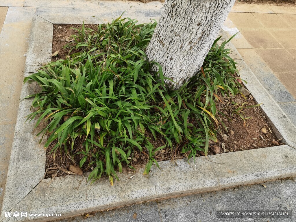 树下绿植景观